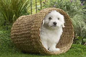 Coton Prints: Picture No. 11807738