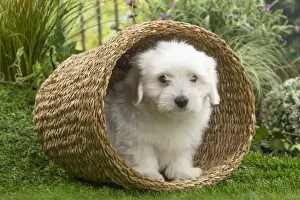Coton Prints: Picture No. 11807739