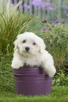 Coton Prints: Picture No. 11807740