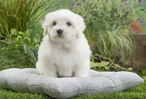 Coton Prints: Picture No. 11807741