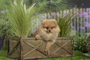 Pomeranians Prints: Picture No. 11807808