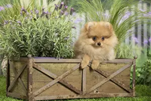 Pomeranians Prints: Picture No. 11807810