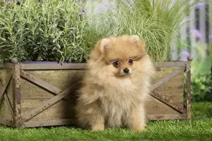 Pomeranians Prints: Picture No. 11807811