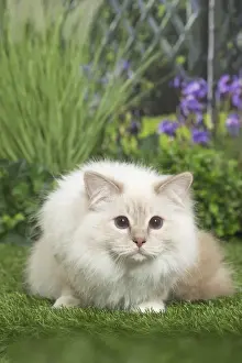 Birman Prints: Picture No. 11807855