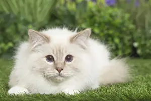 Picture No. 11807856