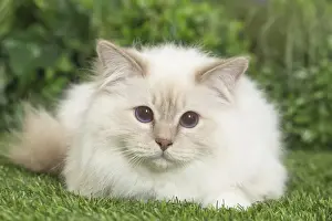 Birman Prints: Picture No. 11807857