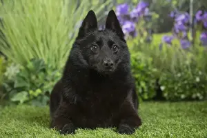 Schipperkes Prints: Picture No. 11807860