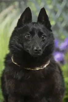 Schipperkes Prints: Picture No. 11807862