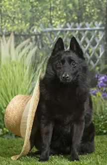 Schipperkes Prints: Picture No. 11807865