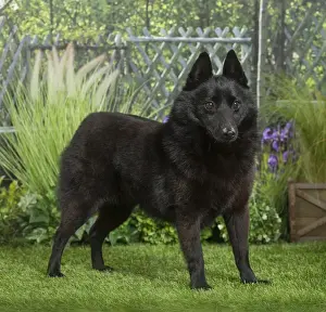 Schipperkes Prints: Picture No. 11807866