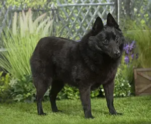 Schipperkes Prints: Picture No. 11807867