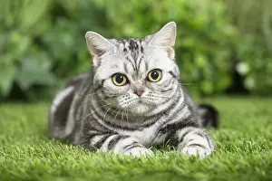 Shorthairs Prints: Picture No. 11807868