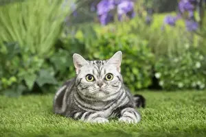 Shorthairs Prints: Picture No. 11807869