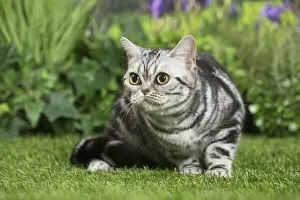 Shorthairs Prints: Picture No. 11807870