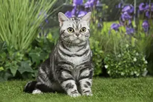 Shorthairs Prints: Picture No. 11807872