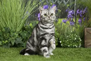 Shorthairs Prints: Picture No. 11807874