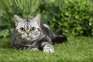 Shorthairs Prints: Picture No. 11807875