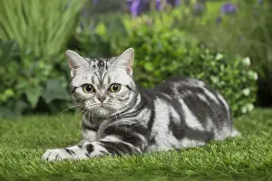 Shorthairs Prints: Picture No. 11807876