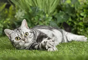 Shorthairs Prints: Picture No. 11807877
