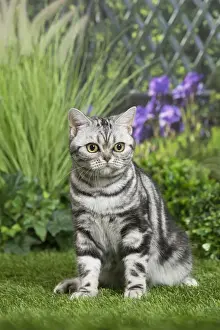 Shorthairs Prints: Picture No. 11807878