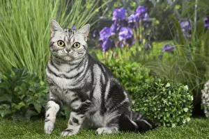 Shorthairs Prints: Picture No. 11807879