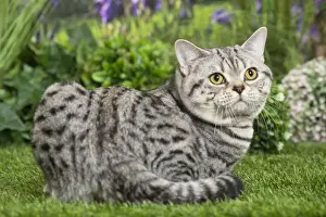 Shorthairs Prints: Picture No. 11807880