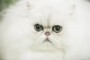 Chinchillas Prints: Picture No. 11807884