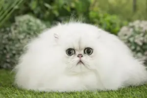 Chinchillas Prints: Picture No. 11807885