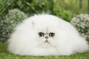 Chinchillas Prints: Picture No. 11807887