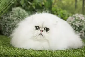 Chinchillas Prints: Picture No. 11807888