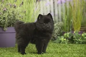 Schipperkes Prints: Picture No. 11807911