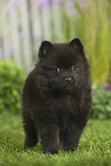 Schipperkes Prints: Picture No. 11807914