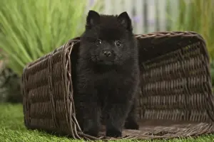 Schipperkes Prints: Picture No. 11807919