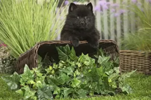 Schipperkes Prints: Picture No. 11807924