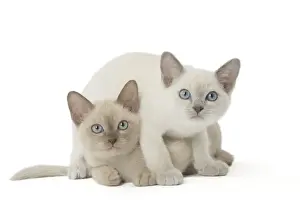 Tonkinese Prints: Picture No. 11807927