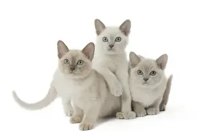 Tonkinese Prints: Picture No. 11807929