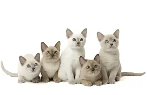 Tonkinese Prints: Picture No. 11807932