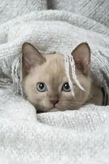 Snuggling Prints: Picture No. 11807945
