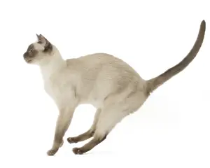 Tonkinese Prints: Picture No. 11807957
