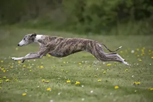 Whippet Prints: Picture No. 11807962