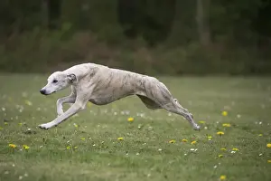 Whippet Prints: Picture No. 11807965