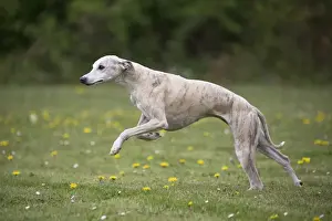 Whippet Prints: Picture No. 11807966