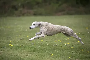 Whippet Prints: Picture No. 11807967