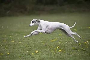Whippet Prints: Picture No. 11807968