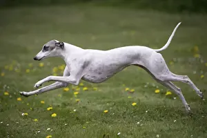 Whippet Prints: Picture No. 11807969