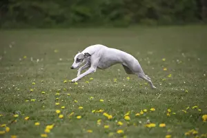 Whippet Prints: Picture No. 11807970
