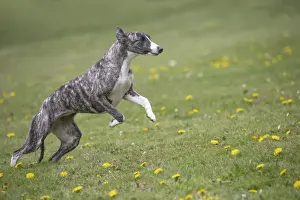 Whippet Prints: Picture No. 11807971