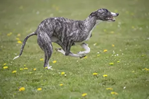 Whippet Prints: Picture No. 11807973