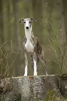 Whippet Prints: Picture No. 11807974