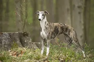 Whippet Prints: Picture No. 11807975